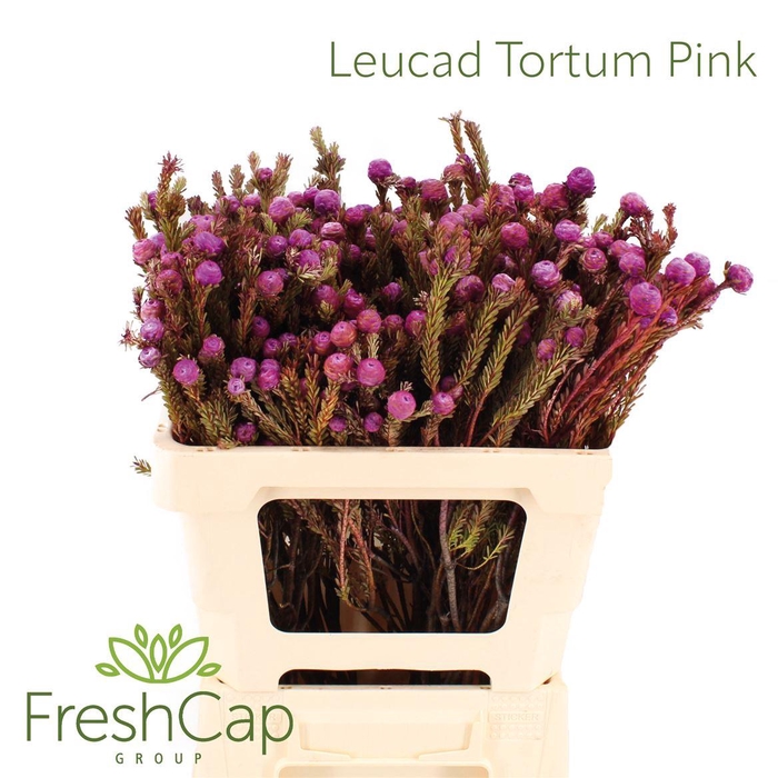 <h4>Leucad Tortum Pink</h4>