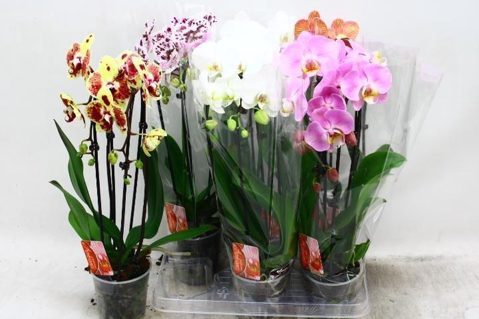 <h4>PHAL EL CASCADE</h4>