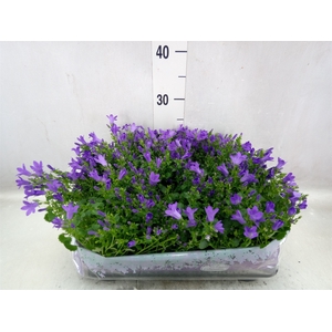 Campanula porten. 'Blueone'