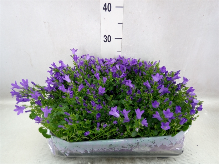 <h4>Campanula porten. 'Blueone'</h4>