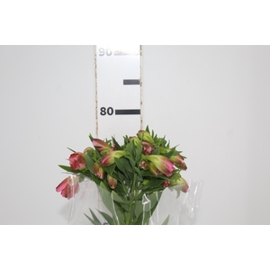 ALSTROEMERIA LIVORNO 080 CM