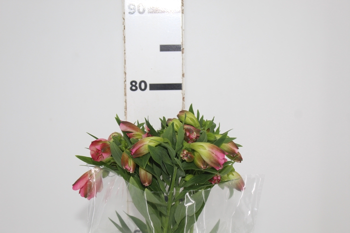 <h4>ALSTROEMERIA LIVORNO 080 CM</h4>