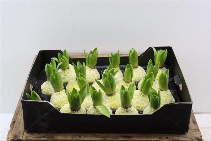 <h4>Wax Hyacinth Snow Geel</h4>