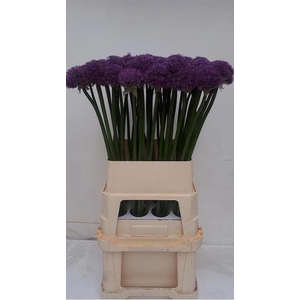 Allium Gladiator