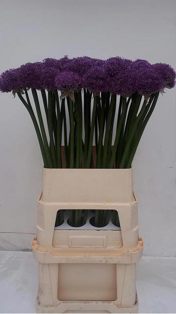 <h4>Allium Gladiator</h4>