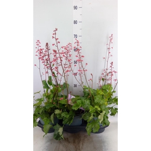 Heuchera   ...