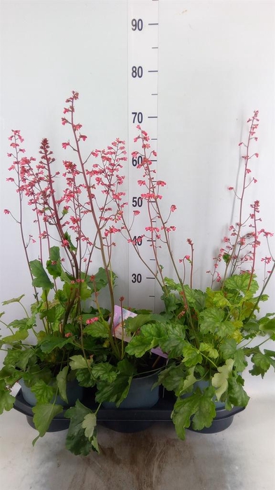 <h4>Heuchera   ...</h4>
