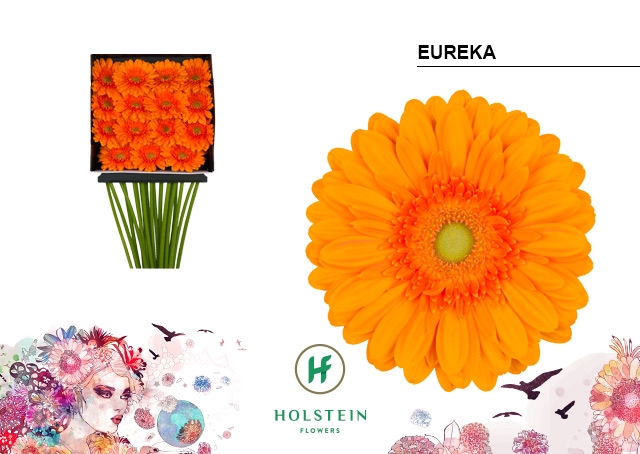 <h4>Gerbera Eureka Diamond per kaart</h4>