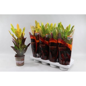 Codiaeum variegatum Excellent 13Ø 50cm 1pp