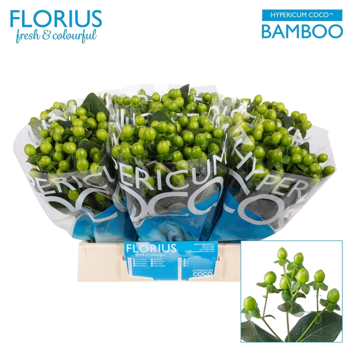 <h4>HYP COCO BAMBOO</h4>