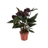 ANTHURIUM BLACK WINNER P17