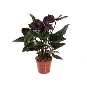 ANTHURIUM BLACK WINNER P17
