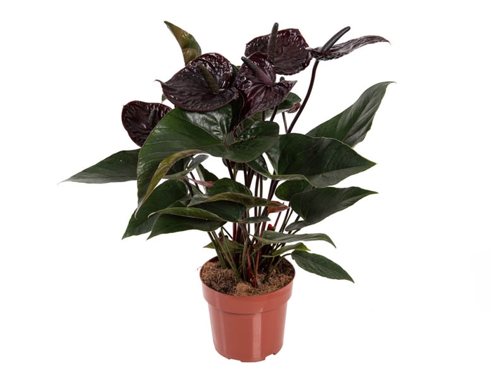 <h4>ANTHURIUM BLACK WINNER P17</h4>