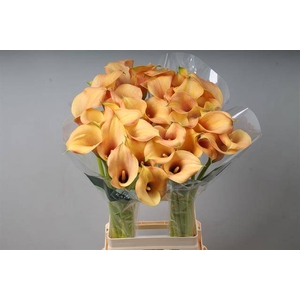Zantedeschia callista