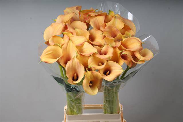 <h4>Zantedeschia callista</h4>