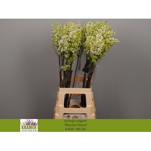 SYR V ENGLER WEISS T