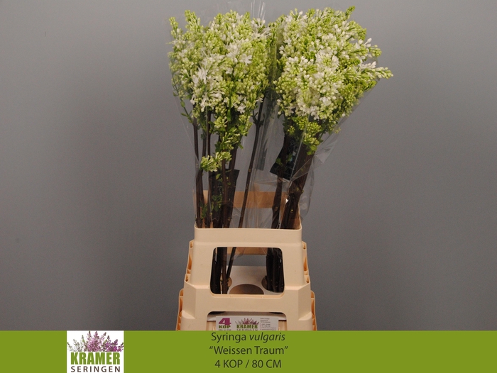 <h4>SYR V ENGLER WEISS T</h4>