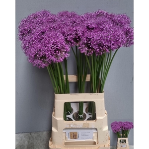ALLIUM STATOS