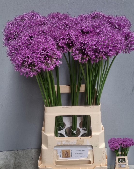 <h4>ALLIUM STATOS</h4>