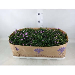 Aster n-b 'Showmakers Pretty Pink'