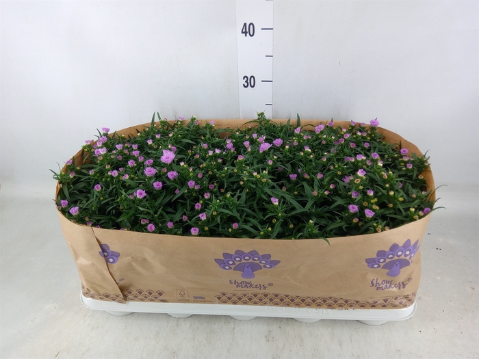 <h4>Aster n-b 'Showmakers Pretty Pink'</h4>