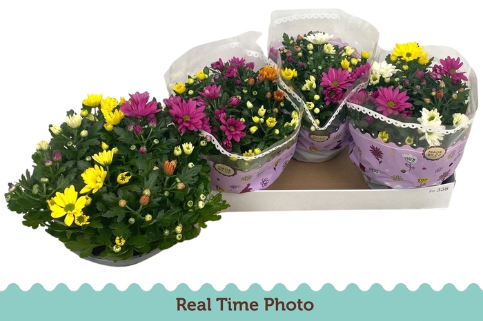 <h4>CHRYS GEM IN POT</h4>