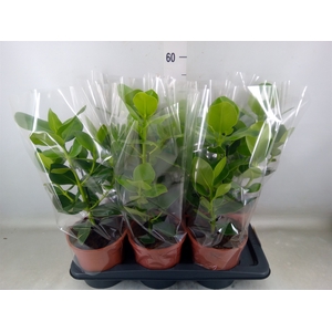 Clusia rosea 'Princess'