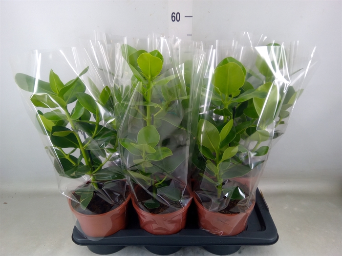 <h4>Clusia rosea 'Princess'</h4>