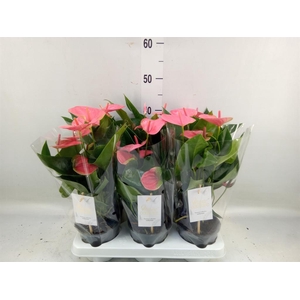 Anthurium andr. 'Sweet Dream'