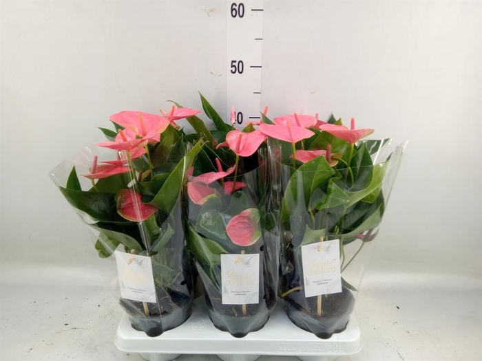 <h4>Anthurium andr. 'Sweet Dream'</h4>