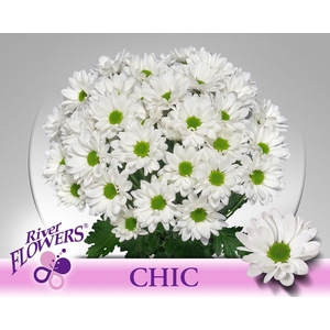 CHR T CHIC