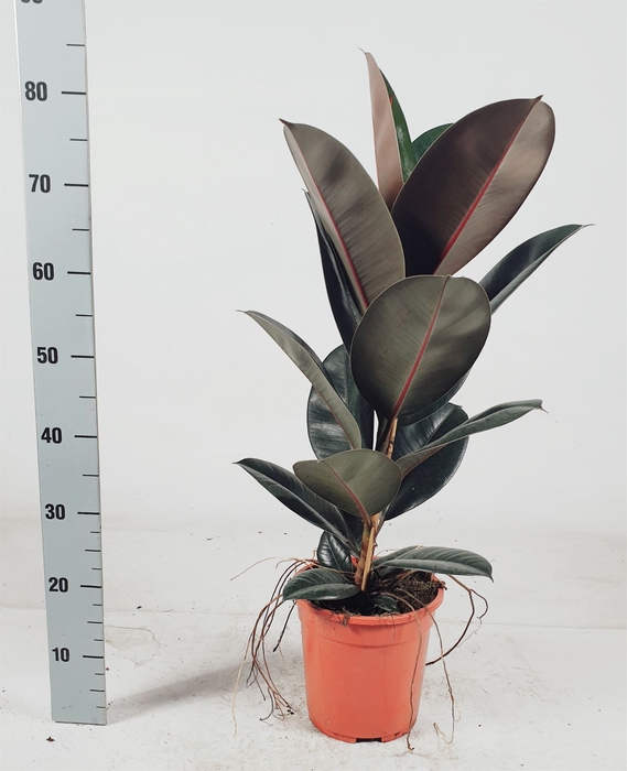 <h4>Ficus elastica 'Abidjan'</h4>