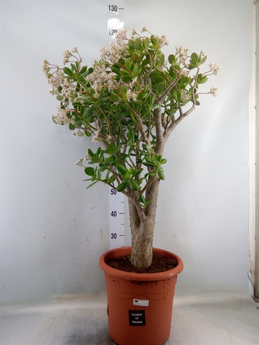 <h4>Crassula ovata</h4>