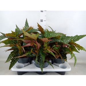 Begonia BD   ...