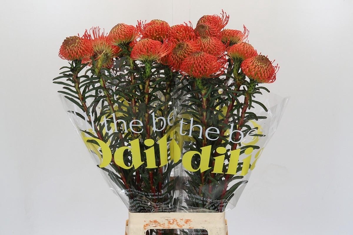 <h4>Nutans Succession</h4>