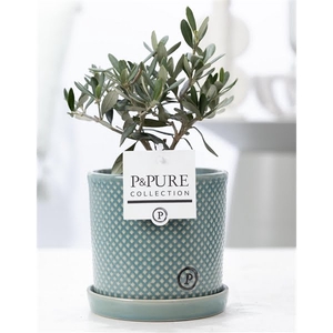 Olea Europaea in P&PURE Lauren ceramics green