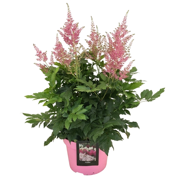 <h4>Astilbe Japonica Grp 'Rheinland'</h4>