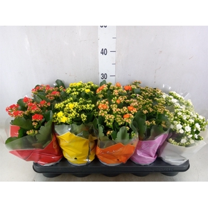 Kalanchoe blos.   ..rosebud mix  5