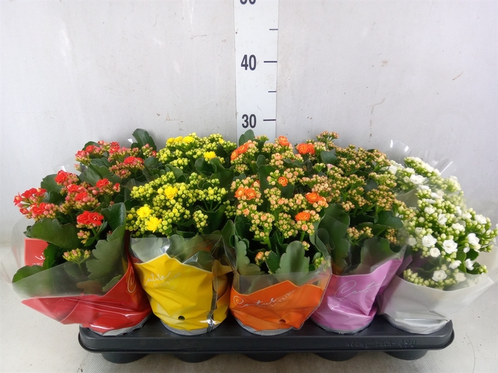 <h4>Kalanchoe blos.   ..rosebud mix  5</h4>