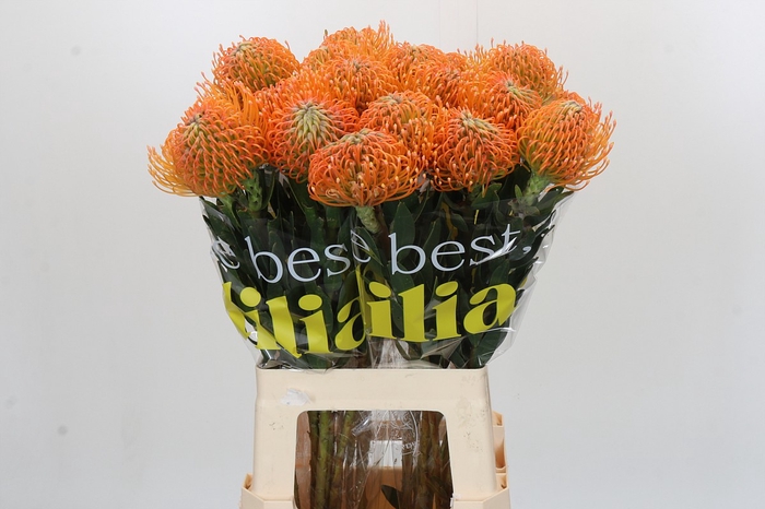 <h4>Nutans Ayoba Peach</h4>