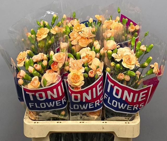 <h4>DI TR PEACH VANILLA</h4>