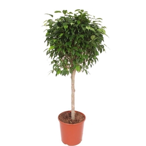 Ficus Columnar stam FiCo30St