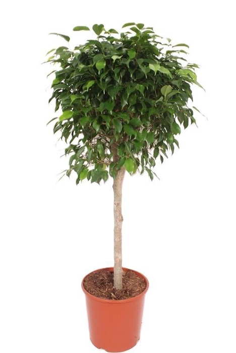 <h4>Ficus Columnar stam FiCo30St</h4>