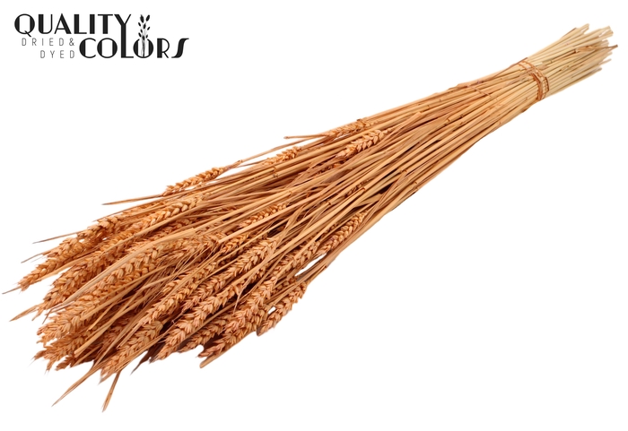 <h4>Triticum (sunbleached) per bunch Frosted Salmon</h4>