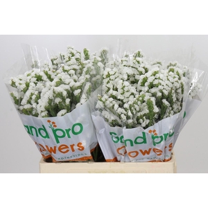 Limonium Sinuatum Glacier White