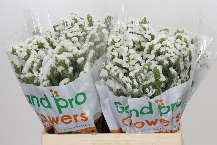 <h4>Limonium Sinuatum Glacier White</h4>
