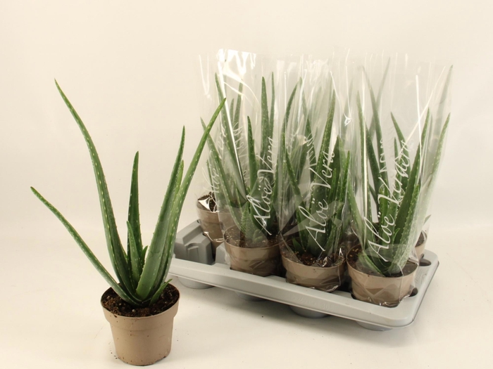 <h4>ALOE VERA</h4>
