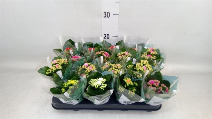 <h4>Kalanchoe blos. 'Rosalina'  ..mix 6</h4>