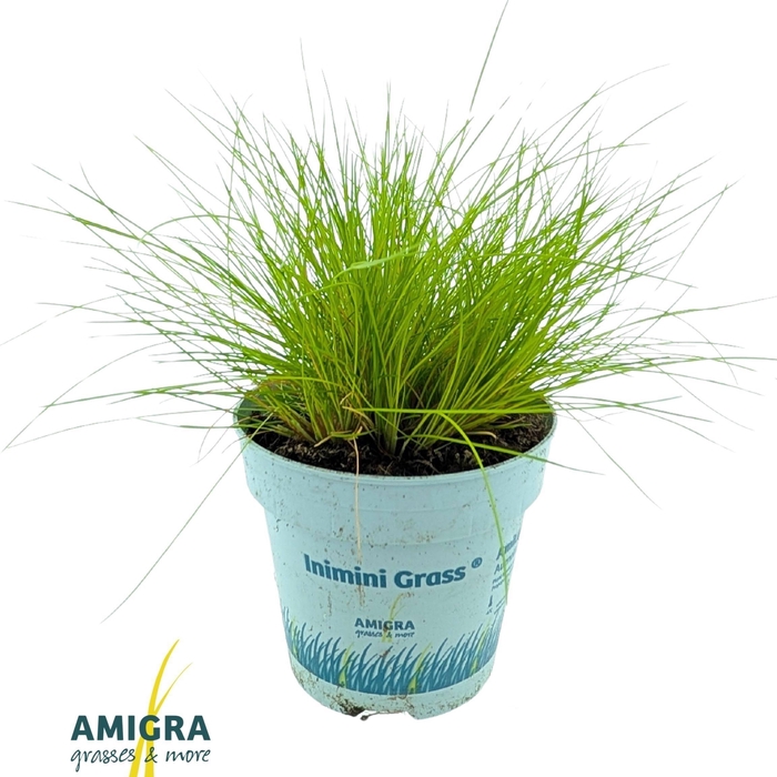 <h4>Deschampsia flexuosa AmiLime®</h4>