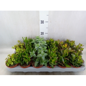 Crassula   ...mix